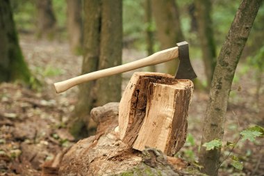 Ayrıl ve kes. Bacağında büyük bir balta var. Doğal manzarada baltayı ayırmak. Oduncu ekipmanı. Ağaç kesme. Orman odunculuğu. Kereste hasadı. Odun kesme.