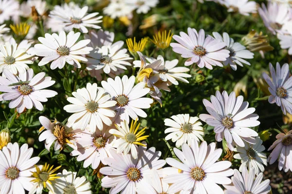 White daisies in bloom. Blooming oxeye daisies. Flowering osteospermum plant — Stockfoto