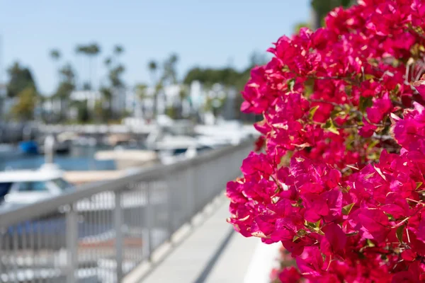 Bougainvillea flowers on blurred promenade. Blooming bougainvillea glabra — Stock Photo, Image