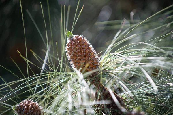 Pine tree branch with female pinecones. Pine cones and needles. Ovulate cones on coniferous tree — Stock Photo, Image