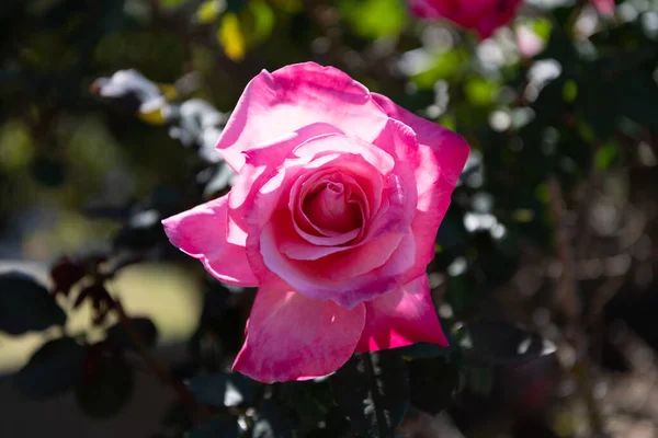 Tea roses bush veriety in garden. summer blooming flower. soft flower petals. rose garden — Stockfoto