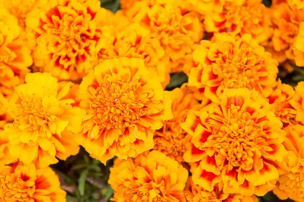 Lysa upp alla landskap. Marigold tagetes bakgrund. Blomsterträdgård och trädgårdsskötsel. Trädgårdsskötsel och landskapsarkitektur. Trädgårdsskötsel och trädgårdsodling. Trädgårdshobby. Blomsteraffär. Sommar blomma blomma — Stockfoto