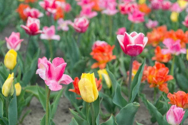 Feliz dia das mulheres. Fundo floral primavera. Perfume fragrância e aroma. Flores multicoloridas. Campos de tulipa colorida estourar em plena floração. Loja de flores. A cultivar flores. Países Baixos rural — Fotografia de Stock