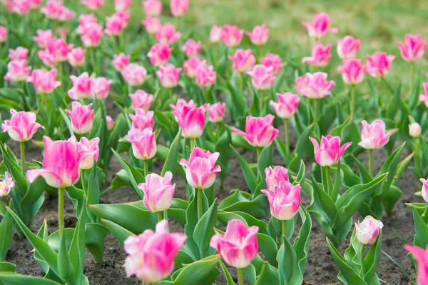 Miluju kytky. pole s tulipány v podzemí. tulipánové pole s různými typy a barvami. přírodní krajina v Evropě. čerstvé jarní květiny. Seberte kytici. růžové zářivé květiny — Stock fotografie