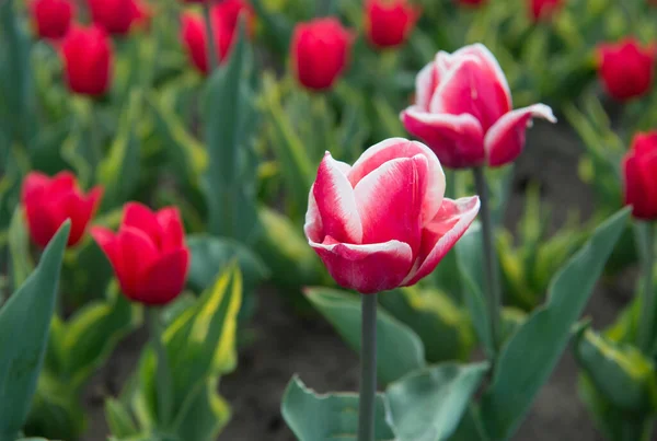 Nové květiny. čerstvé jarní květiny. Tulipán je symbol Holandska. růžové zářivé květiny. pole s tulipány v podzemí. tulipánové pole s různými typy a barvami. přírodní krajina v Evropě — Stock fotografie