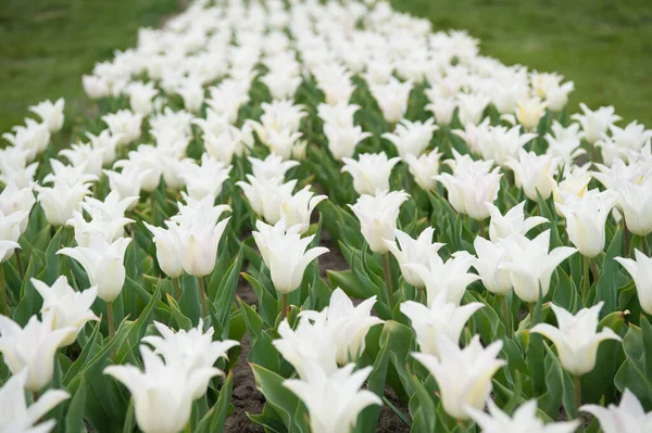 Białe kwiaty na polu. Krajobraz holenderskich tulipanów. Podróż w sezonie wiosennym. Kolorowe pole wiosennych tulipanów. białe żywe kwiaty. piękno natury. cieszyć się sezonowym kwitnieniem. Kolekcja wiosenna — Zdjęcie stockowe