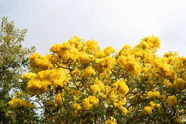 Sarı tabebuia çiçeği. Çiçekli tabebuia aurea. Sarı çiçekli ağaç tepesi. Çiçek açan bitki.