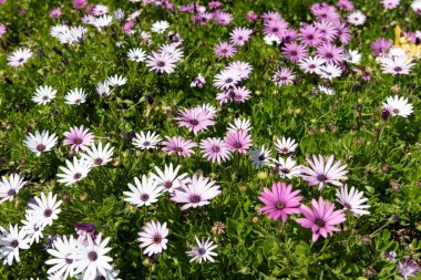 Bahar çayırı. Osteospermum çiçeği açmış. Çiçek açan osteospermum çiçekli arka plan