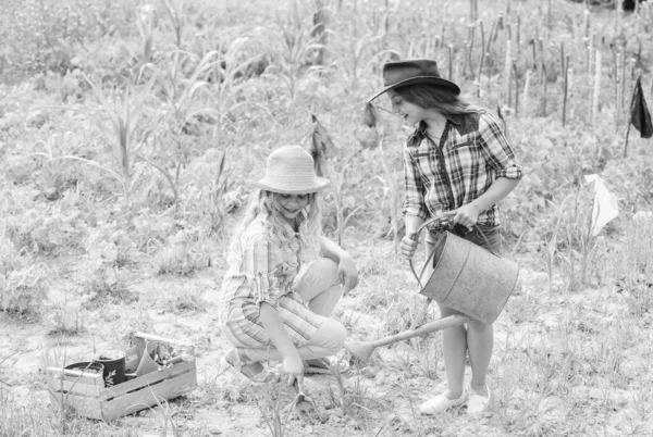 A nővérek együtt segítenek a farmon. A lányok növényeket ültetnek. Mezőgazdasági koncepció. Zöldséget termesztek. Remélem, szép lesz a termés. Rusztikus gyerekek dolgoznak a kertben. Ültetés és öntözés. Növénytermesztés — Stock Fotó