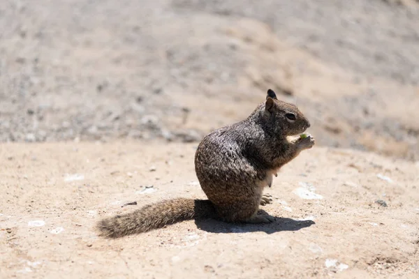 Écureuil pelucheux rongeur omnivore mangent assis sur le sol, écureuil terrestre — Photo