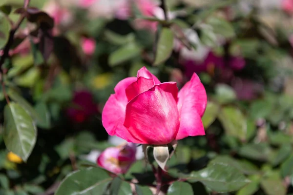 beautiful pink rose flower with petals, rose garden