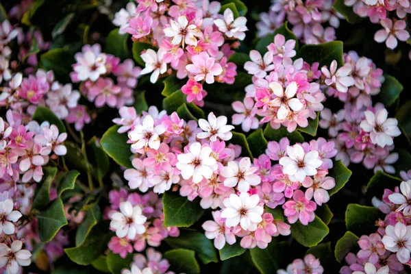 Dove fioriscono i fiori. Fiori in fiore. Sfondo floreale. Infiorescenza rosa. Piante da fiore — Foto Stock