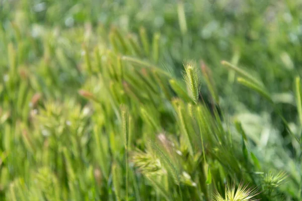 Rasenfläche. Grünes Gras natürlichen Hintergrund. Grüner Roggen oder Weizen Stacheln. Natürliches Grünland — Stockfoto