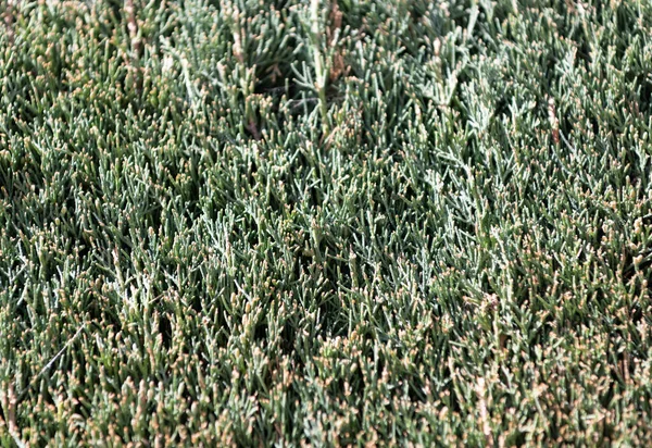 Creeping πράσινο χυμώδες φύλλωμα φυσικό φόντο κάκτων, πέτρα — Φωτογραφία Αρχείου