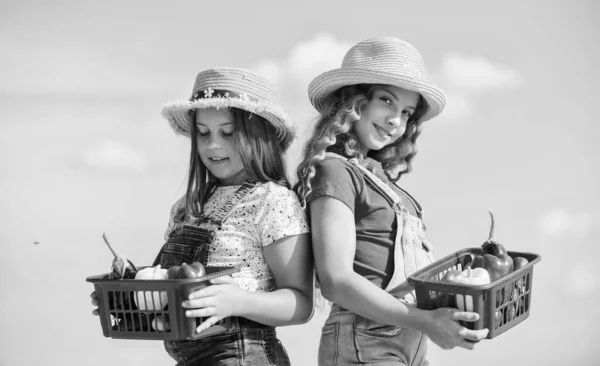 Dorp rustieke stijl. Groenten markt. Natuurlijke vitamine voeding. Biologische groenten. Meisjes leuke kinderen in hoeden landbouw. Kinderen die groenten verzamelen in de mand. Verkoop van eigen voedsel concept — Stockfoto