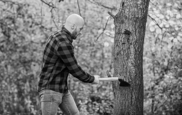 Bearded hipster cut tree. man checkered shirt use axe. brutal and attractive male in forest. power and strength. lumberjack carry ax. bald woodsman worker. live on rancho. concept of masculinity — Stock Photo, Image