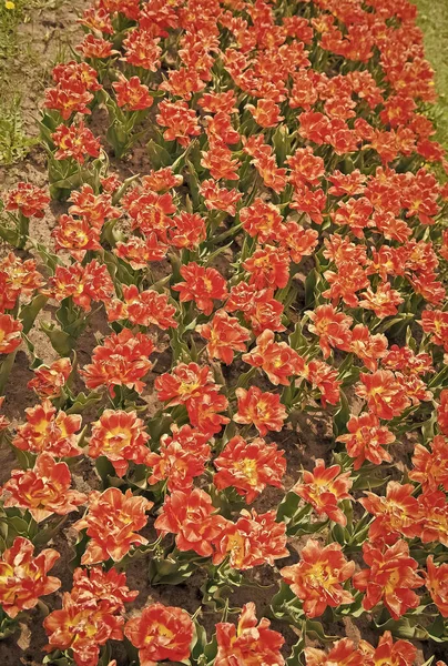Piękne żłobione czerwone kwiaty ze złotymi żółtymi brzegami. Naprawdę uderzający kwiat z niesamowitym kolorem. Piękne, jasne pola tulipanów. Raduję się wiosennym dniem. Kolorowe tulipany polowe. Zwiedzanie Niderlandów — Zdjęcie stockowe