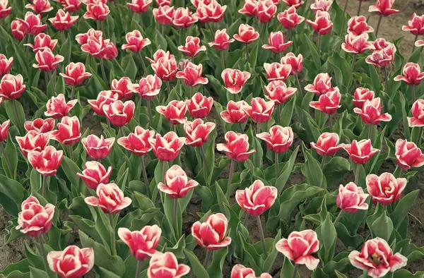 Raduję się wiosennym dniem. kraj tulipanów. Piękno kwitnącego pola. słynny festiwal tulipanów. Kontekst natury. grupa wakacje tulipan flowerbed. Kwitnące pola tulipanów. wiosenny park krajobrazowy — Zdjęcie stockowe