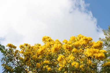 Çiçekli ağaç tepesi, sarı bahar çiçeği gökyüzü arkaplanı, tabebuia
