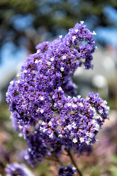 I fiori sbocciano per la loro gioia. Ammasso di fiori. Fioritura fiori di colore lilla — Foto Stock