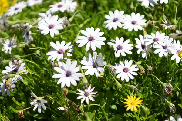 Blommande marguerite blommor pÃ ¥ängen blommig bakgrund, prÃ ¤stkragar — Stockfoto