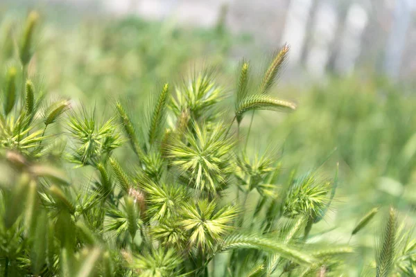 Natural grassland. selective focus backdrop. Field of grass. Green grass natural background — Stock Photo, Image