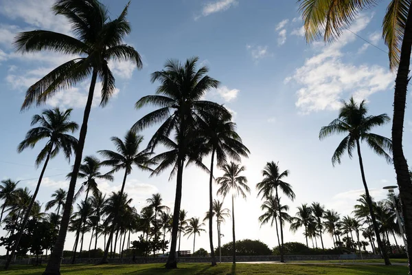 Miami, Estados Unidos - 15 de abril de 2021: palmeras en Lummus park on Ocean Drive Florida — Foto de Stock