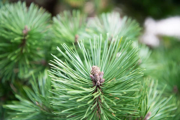 Cone closeup on pine tree with green needles, nature — Stock Photo, Image