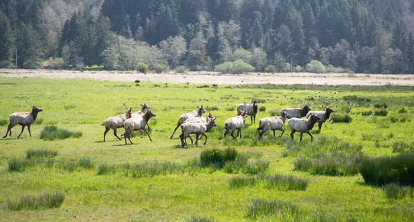 Hjordar av rådjur på grönt gräs. vilda djur i vilda djur. flora och fauna. Rådjur i naturen. — Stockfoto