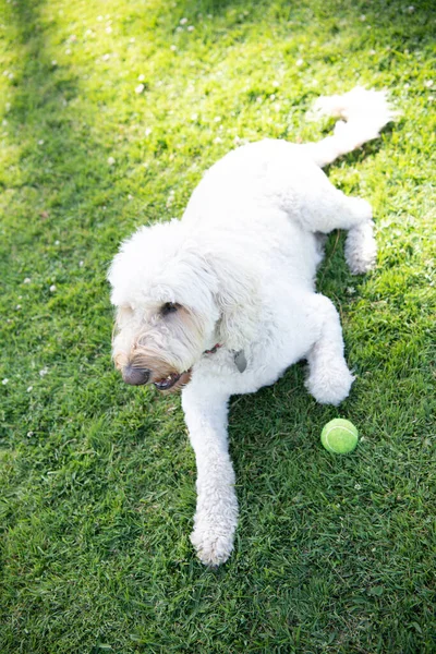 Белый южный русский или украинский овчарка собака играть с мячом в парке зеленая трава, домашнее животное — стоковое фото