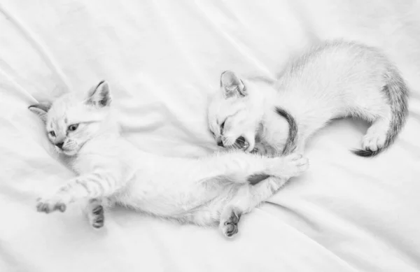 Leuke kleine kittens ontspannen op witte deken. Kleine kat. Liefde en vriendschap. schattig wit poesje, Brits langhaar. idee van tederheid en jeugd. Mooie witte kitten spelen met elkaar — Stockfoto