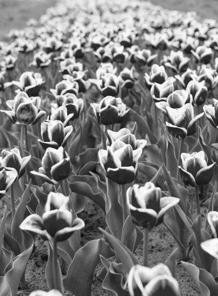 Holanda durante a primavera. Verão incrível. Campo colorido de tulipas, Holanda. campos de bulbos na primavera. harmonia na meditação. natureza é humana anti-stress. Belos campos de tulipas rosa — Fotografia de Stock