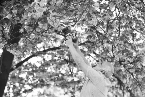 Tavaszi stílus. férfi turista használja kamera fotózni cseresznyevirágok. szakura a teljes virágos fotózás. Rózsaszín virágos ág. Végzős szakállas férfi fényképez. professzionális fotós tervező — Stock Fotó