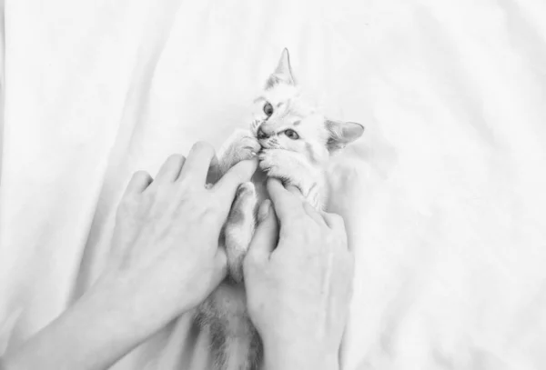 Heureux beau chat. Chaton mignon dans les mains de la femme. la zoothérapie. chaton pelucheux blanc couché sur le lit. femme prendre soin de son petit chaton. confiance et soutien. amitié entre humain et animal de compagnie — Photo