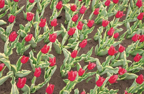 Zahradní tipy. Pěstování květin. Pěstování cibulových rostlin. Užívám si přírody. Půda pro pěstování květin. Rostoucí perfektně šarlatové červené tulipány. Krásná tulipánová pole. Pole tulipánů. Jarní květ — Stock fotografie