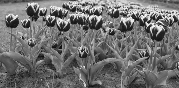 Supporter of environment. Netherlands countryside. tulips in garden. Amazing tulips field in Holland. relax and stress management. tulips in spring. country of many colors. Spring floral background — Stock Photo, Image