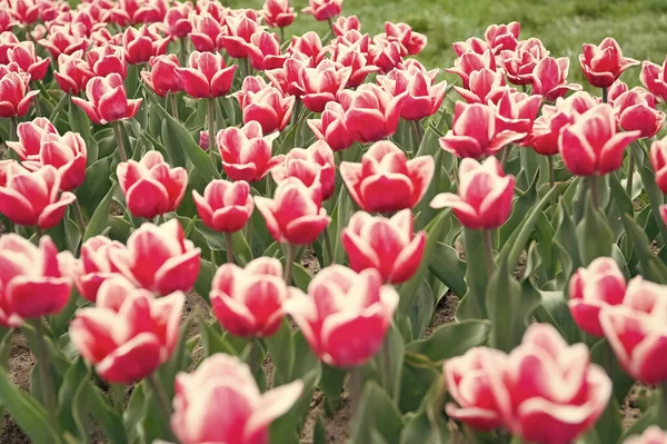 Mi godo le vacanze di primavera. Campo colorato di tulipani, Paesi Bassi. campi di lampadine in primavera. armonia nella meditazione. la natura è umana anti-stress. Bellissimi campi di tulipani rosa. Olanda durante la primavera — Foto Stock