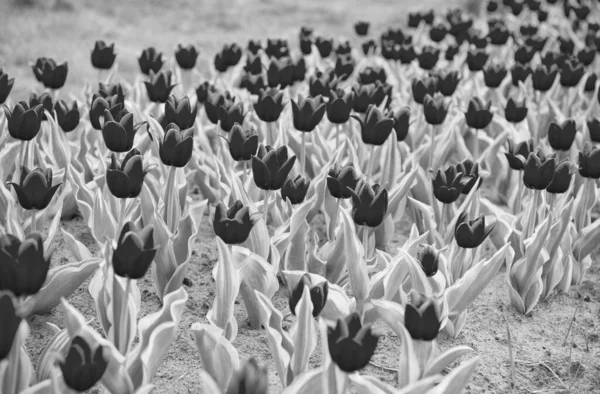 Vårstämning. Fantastiskt tulpanfält i Holland. slappna av och stresshantering. tulpaner på våren. Våren blommig bakgrund. Nederländernas landsbygd. Tulpaner i trädgården. Magiska våren landskap med blommor — Stockfoto