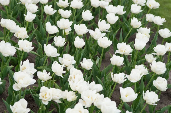 Zimmerpflanzen. Blühende Tulpenfelder. Frühling Landschaftspark. Land der Tulpen. Schönheit blühenden Feldes. Das berühmte Tulpenfest. Natur im Hintergrund. Gruppe von weißen Urlaub Tulpe Blumenbeet — Stockfoto