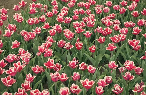 C'est ma fleur préférée. rassembler le bouquet. fleurs roses vibrantes. champ avec des tulipes aux Pays-Bas. champ de tulipes lit de fleurs. nature paysage touristique en Europe. fleurs fraîches de printemps — Photo