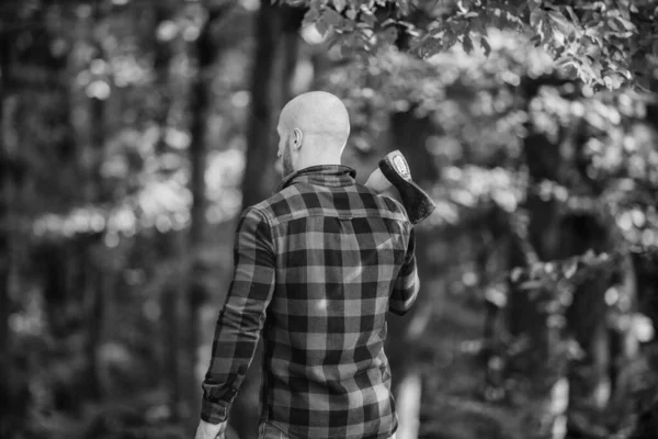 Caminhe de férias. Caminhada na floresta. Cuidados florestais. Determinação do espírito humano. Homem xadrez camisa usar machado. Homem bruto na floresta. Poder e força. O lenhador carrega machado. Lenhador careca. Colheita de lenha — Fotografia de Stock