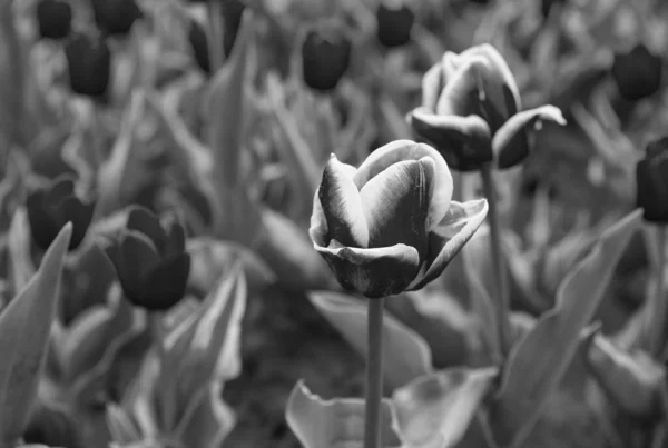 Nya blommor. färska vårblommor. Tulip är en symbol för Holland. Rosa livfulla blommor. fält med tulpaner i underlandet. tulpanfält med olika typ och färg. natur landskap sightseeing i Europa — Stockfoto