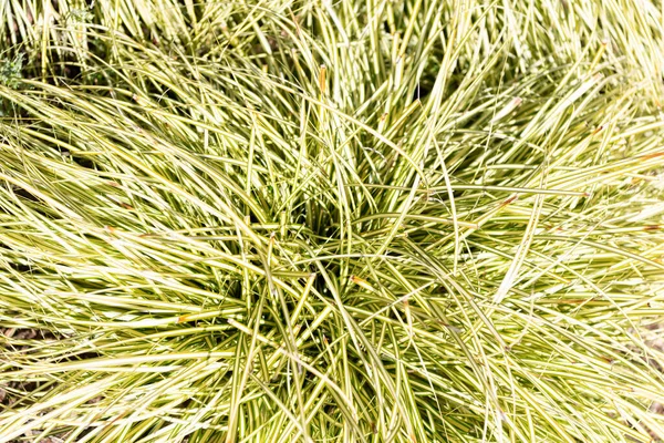 Textura de iarbă verde. Iarbă de fundal. Plantă de ierburi. Flora și vegetația — Fotografie, imagine de stoc