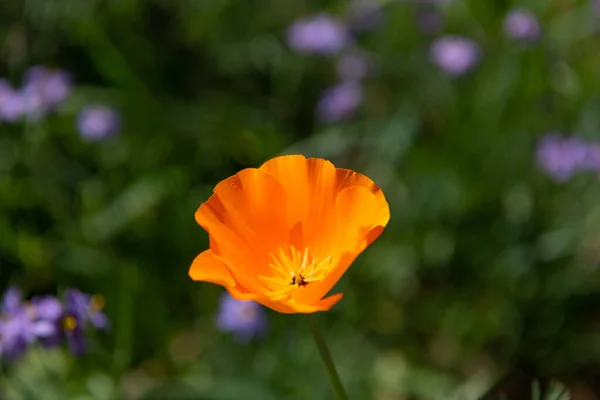 오렌지색 양귀비 꽃 이 뿌연 자연적 배경, 자연 속에서 매크로 사진을 클로즈업하는 모습 — 스톡 사진
