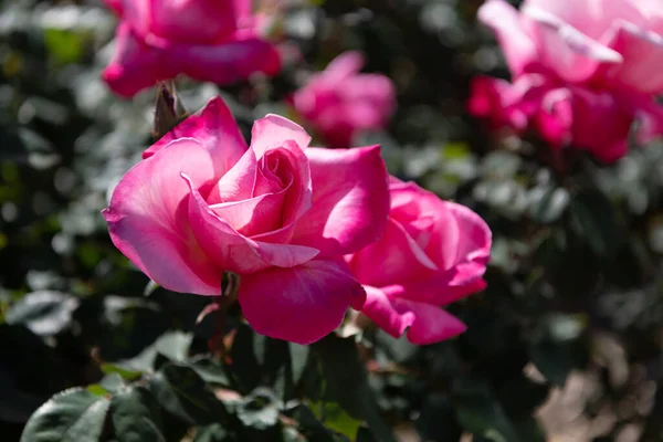 pink rose bush. beautiful fresh roses in nature. pink tea roses bush in garden. summer flower.