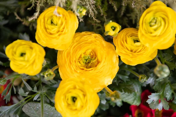 Persische Ranunkeln. Blühende Ranunkeln. Gelbe Blumen. Blühende krautige Pflanzen. Ranunkeln — Stockfoto