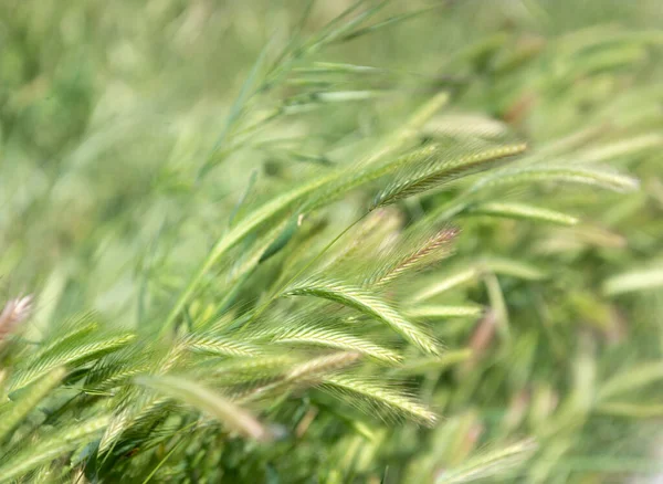 选择焦点自然背景的小穗绿草，小穗 — 图库照片