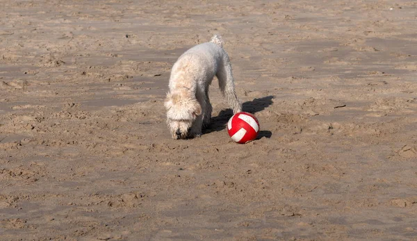 Mascota relajarse al aire libre en la playa. criar perro en verano. perro tiene pelo largo y sucio. raza pura. —  Fotos de Stock