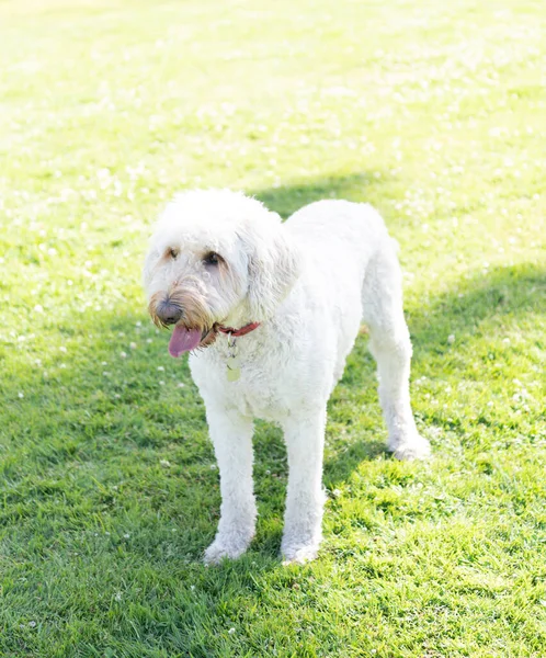 White south russian or ukrainian sheepdog dog waiting in park green grass, pure breed — Stock Photo, Image