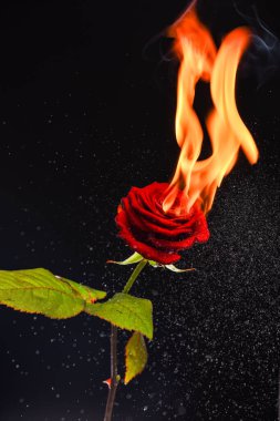 Rose alev alev yanıyor. Yanan gül koyu arkaplan. Kırmızı çiçek yanıyor. Ateş ve kıvılcımlar